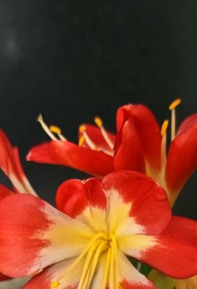 君子兰开花的象征意义（探索君子兰开花的神秘之处）