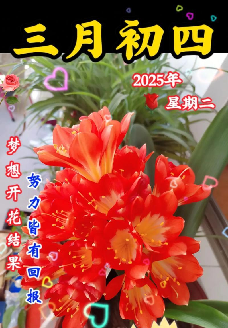 君子兰开花的象征意义（探索君子兰开花的神秘之处）