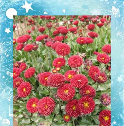 红色雏菊的花语和寓意（解读红色雏菊的意义和象征）