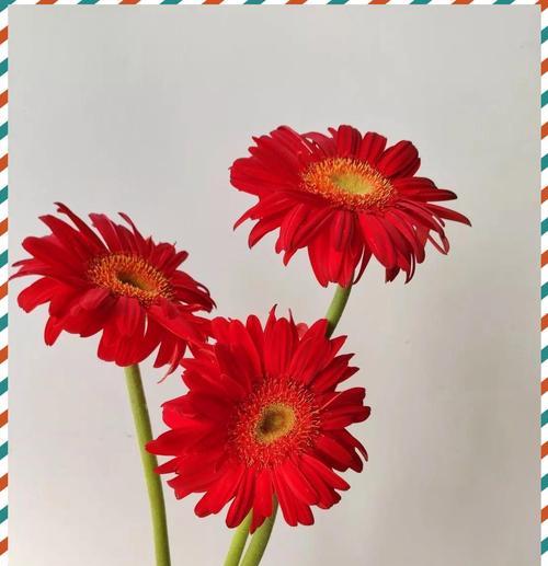 红色雏菊的花语和寓意（解读红色雏菊的意义和象征）