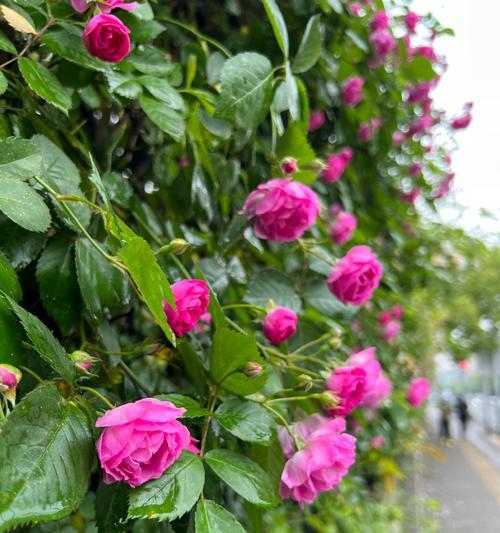 占有欲的花（欲望与自由的较量——探索花朵背后的占有欲）