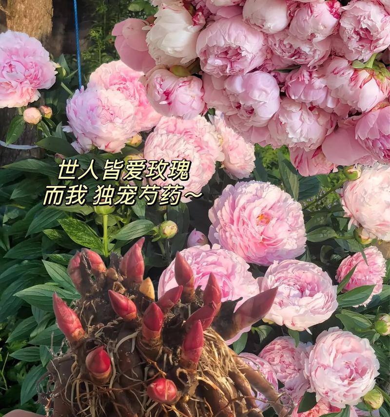 白色芍药花的花语及其寓意（探究白色芍药花的神秘之语）