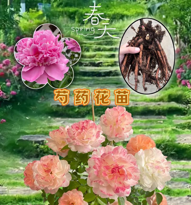 白色芍药花的花语及其寓意（探究白色芍药花的神秘之语）