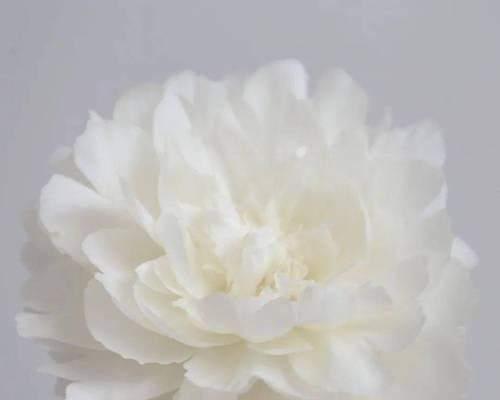白色芍药花的花语及其寓意（探究白色芍药花的神秘之语）