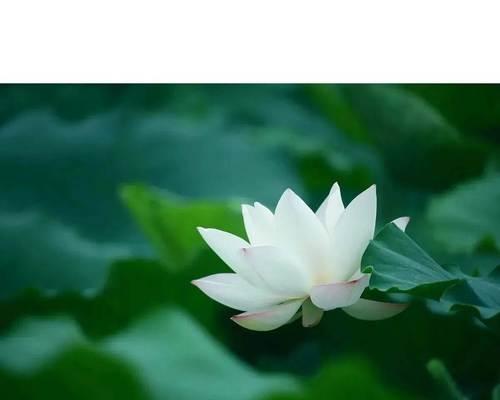 白莲花（探寻白莲花在不同文化中的象征意义）