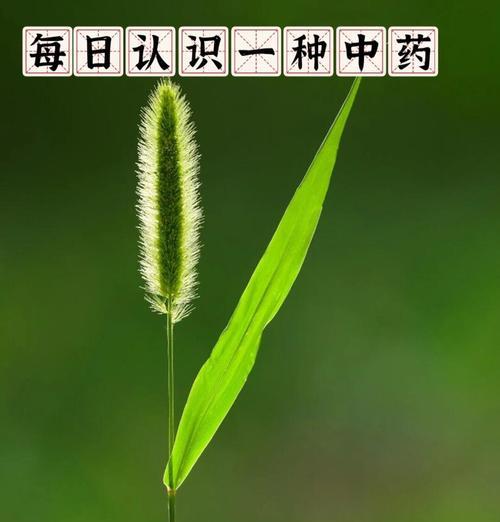 狗尾巴草的花语与寓意——探寻自由与幸福的象征（解读狗尾巴草的神秘语言，寻找生活的真谛）