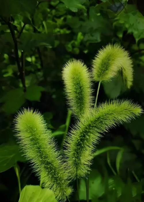 狗尾巴草的花语与寓意——探寻自由与幸福的象征（解读狗尾巴草的神秘语言，寻找生活的真谛）