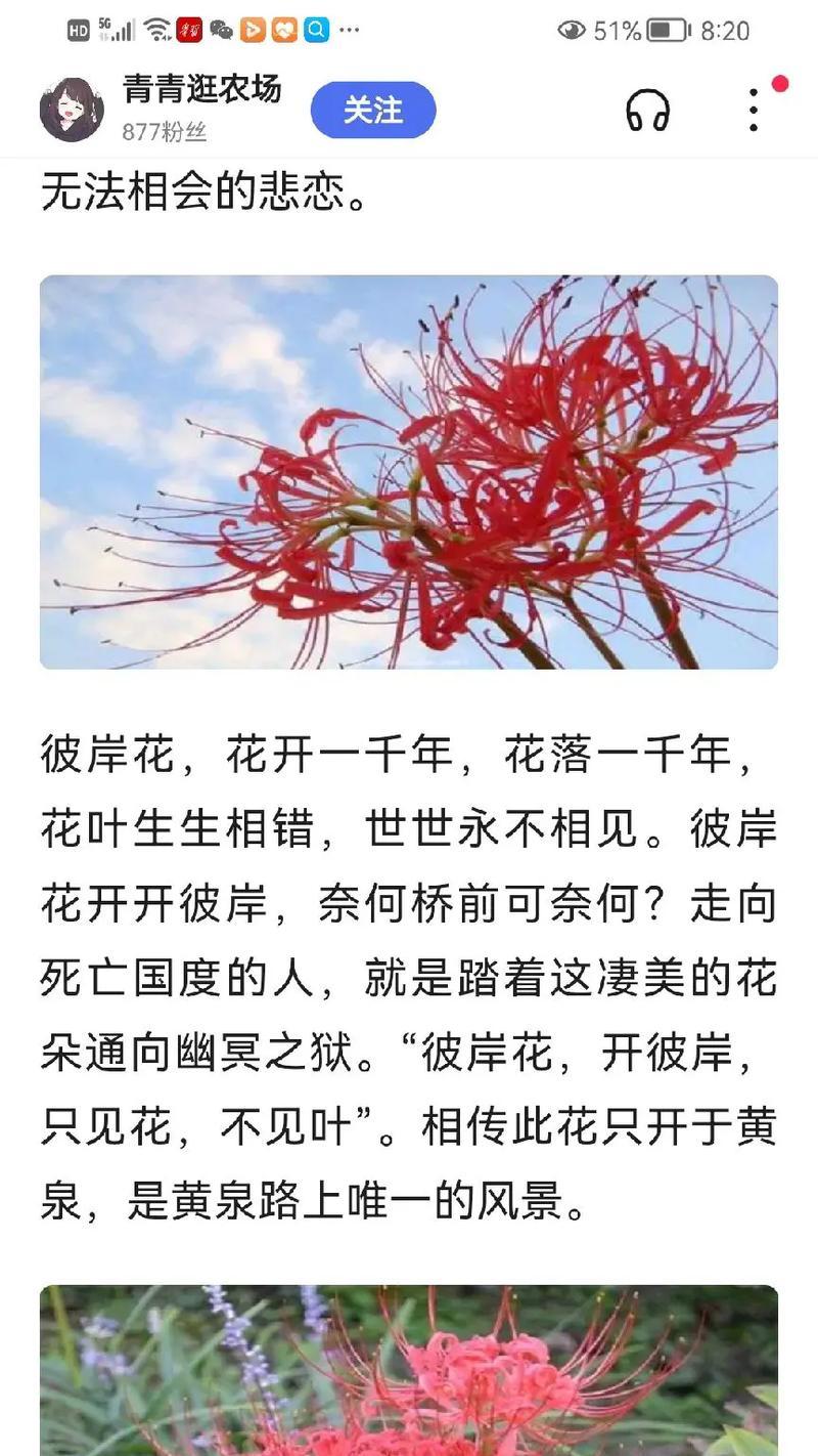 以彼岸花的盛放象征着生命的顽强与美丽（唤起坚毅、繁华与希望的彼岸花）