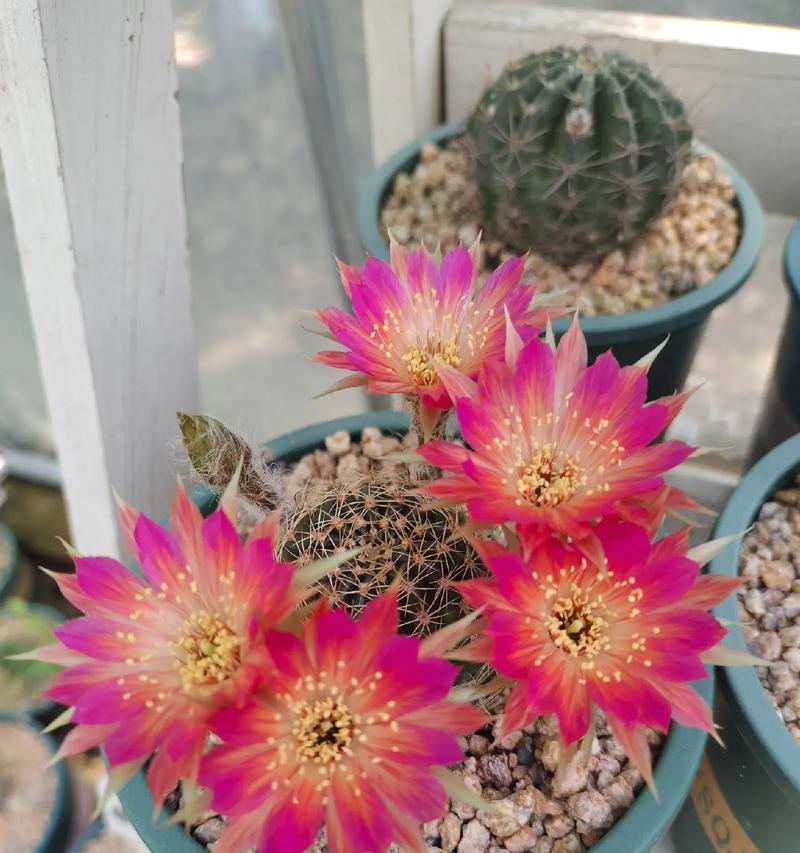 仙人球花的花语与寓意（探寻仙人球花的神秘花语，解读其独特寓意）