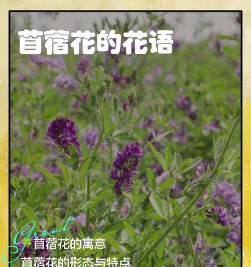 平淡简单的美——菊花的花语（赏菊花，感受平淡生活的美好）
