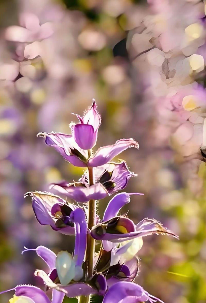平淡简单的美——菊花的花语（赏菊花，感受平淡生活的美好）