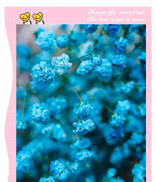 满天星花语揭秘（探寻满天星的花语之谜）