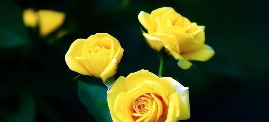 花语浪漫，探寻同性恋之美（以鲜花为媒，绽放多彩爱情）