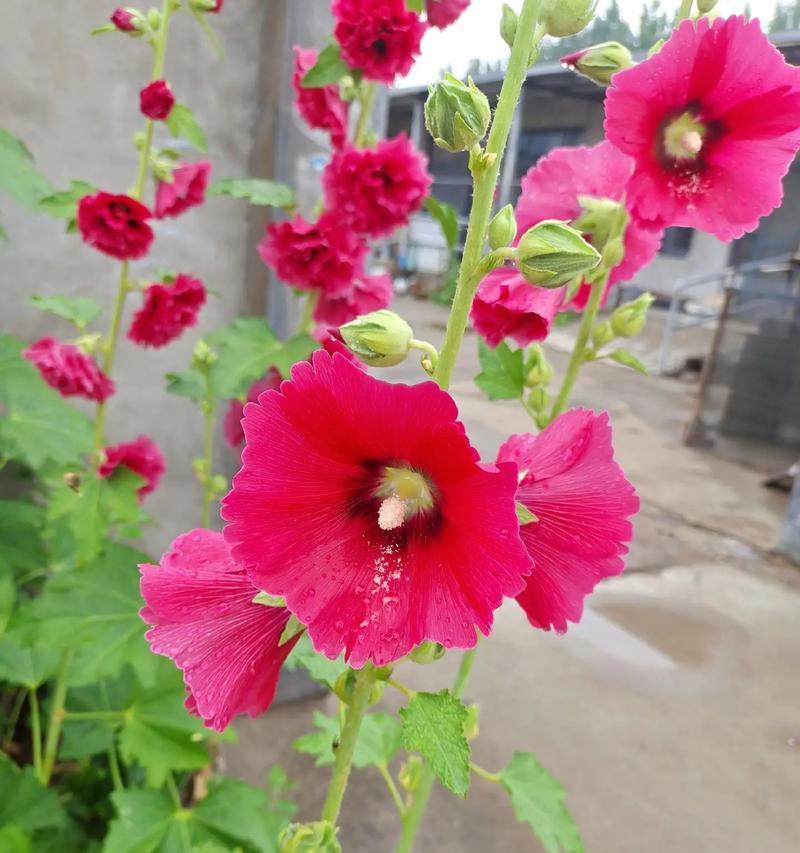 以玫瑰花为主题的花语——坚持不懈的力量（探索玫瑰花语中的坚持主题，领悟生活中的努力与坚持）