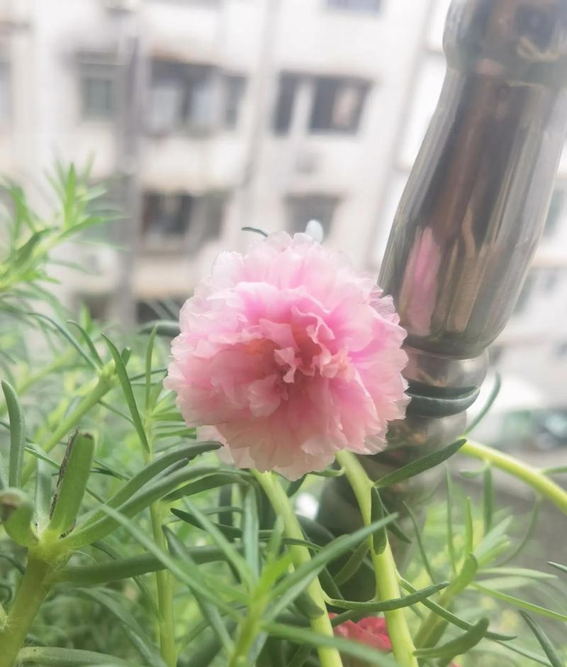 绽放而落的爱（探寻放弃之花的意义）
