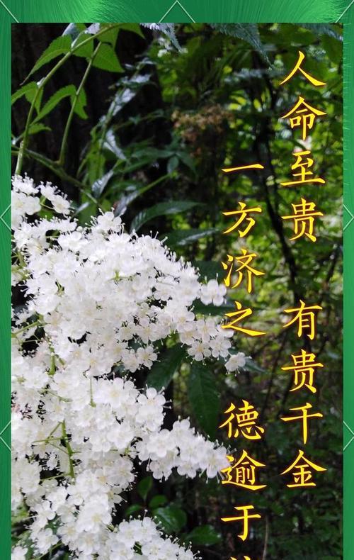 友情之花（传递友谊与温暖的阳光）