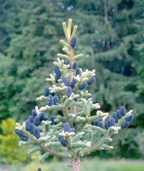松树开花的寓意及意义（重生与希望的象征——松树开花）