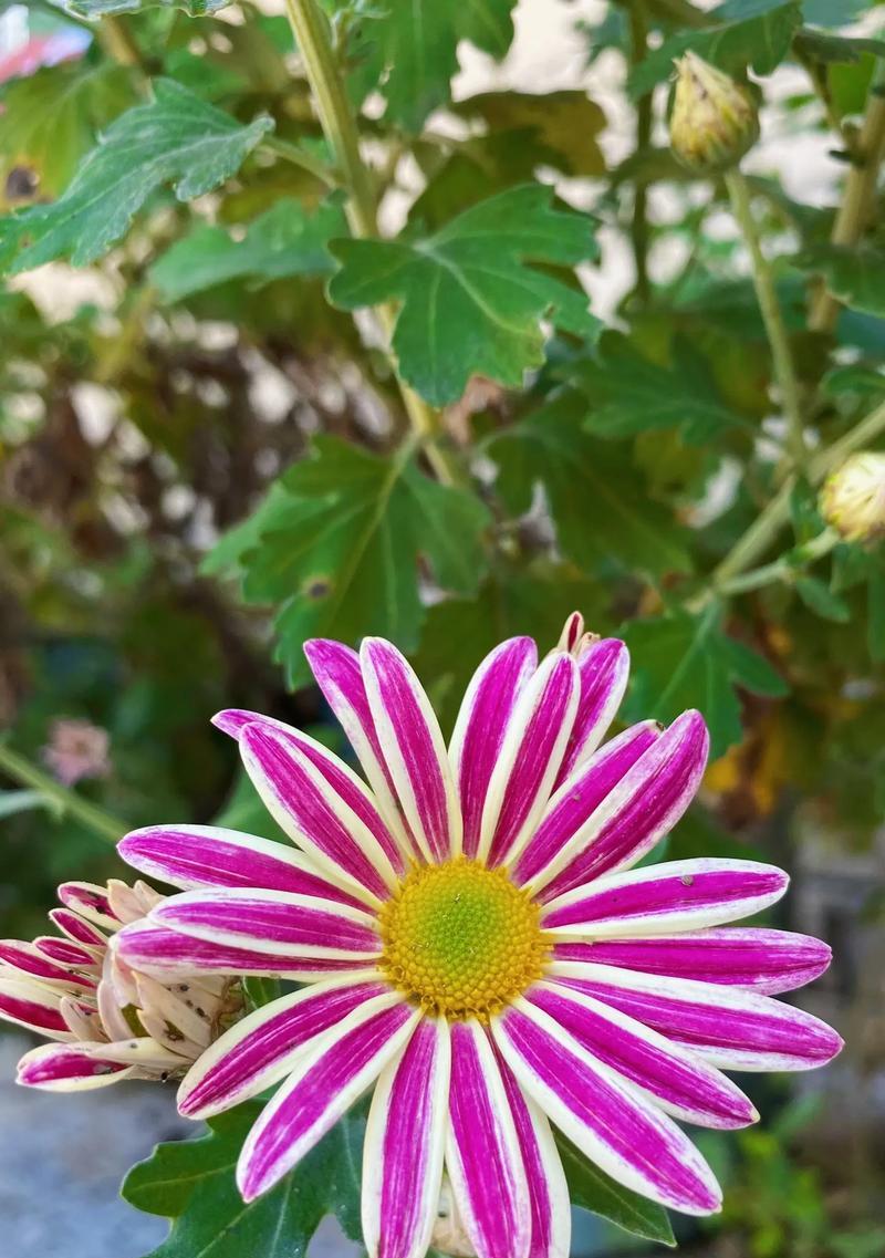 善良之花（以百合花为象征的善良品质）