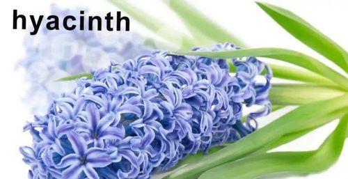以铁兰开花——坚韧与希望的象征（铁兰开花的寓意及象征意义）