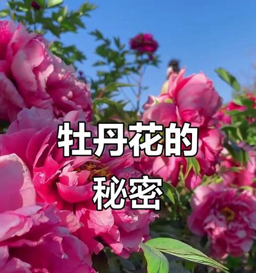 牡丹花语（牡丹花的象征与寓意）