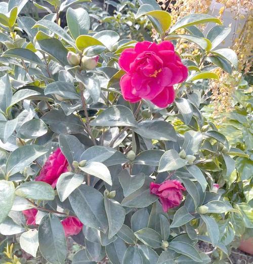 红山茶花（探寻红山茶花的象征意义与风水作用）