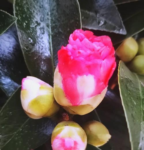 红山茶花（探寻红山茶花的象征意义与风水作用）