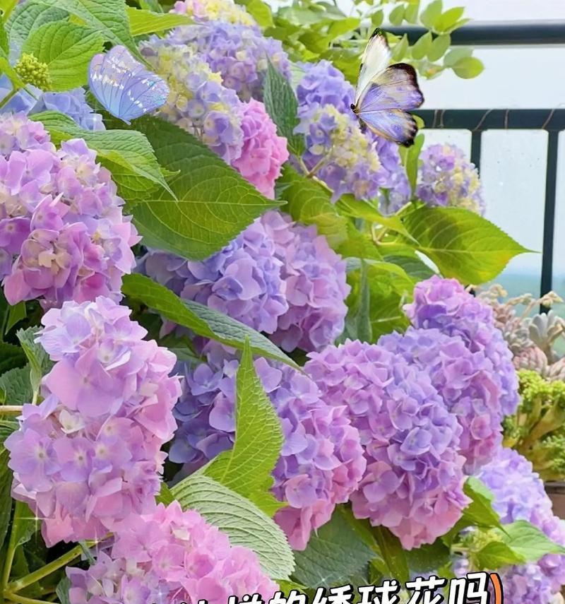 绣球花花语揭示的情感与意义（以不同颜色绣球花的花语为线索，探讨花朵与情感之间的微妙关系）
