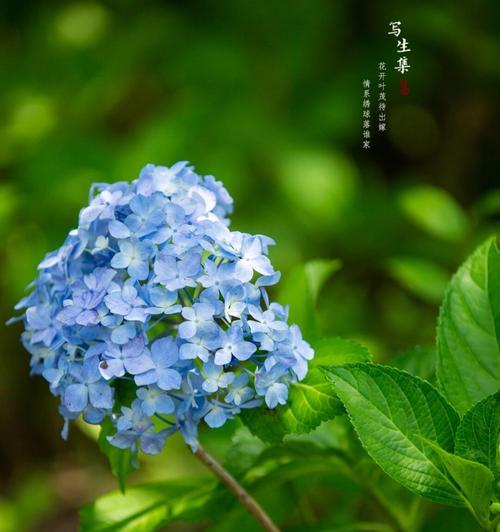 绣球花花语揭示的情感与意义（以不同颜色绣球花的花语为线索，探讨花朵与情感之间的微妙关系）