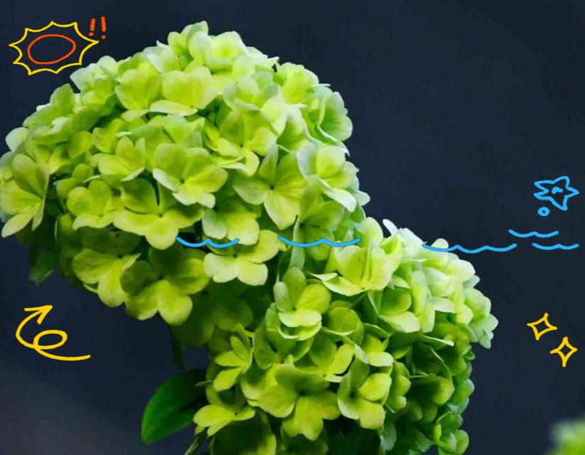 绣球花花语揭示的情感与意义（以不同颜色绣球花的花语为线索，探讨花朵与情感之间的微妙关系）