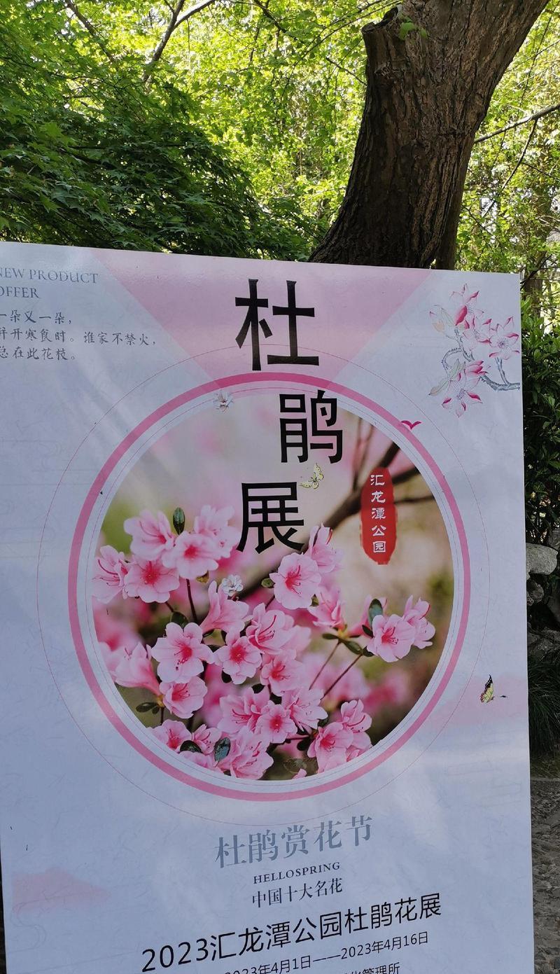 杜鹃花（以杜鹃花代表的花语及其象征意义）