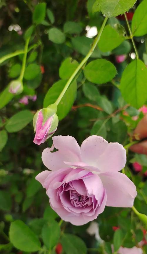 杜鹃花（以杜鹃花代表的花语及其象征意义）