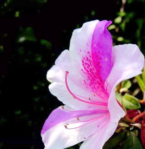 杜鹃花（以杜鹃花代表的花语及其象征意义）