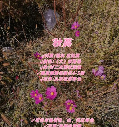以波斯菊的花语和寓意象征意义是什么？（揭秘波斯菊的神秘花语，了解其隐藏的寓意）
