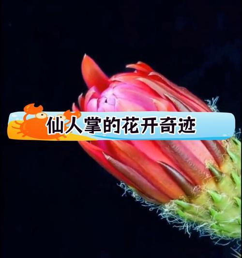 仙人掌的象征意义及其启示（探寻仙人掌的独特象征与生活智慧）