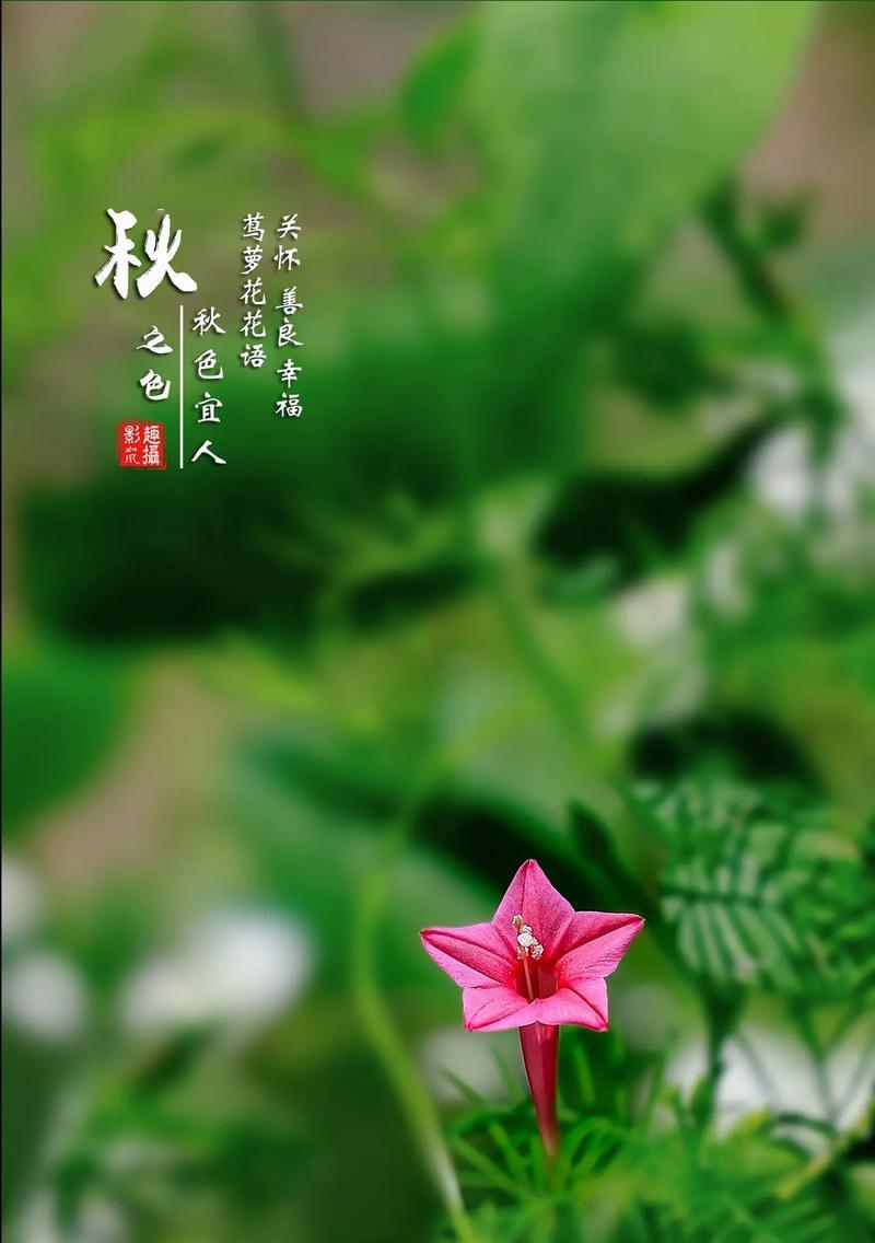 快乐之花——向日葵的花语（阳光、快乐、希望——向日葵的愉悦寓意）