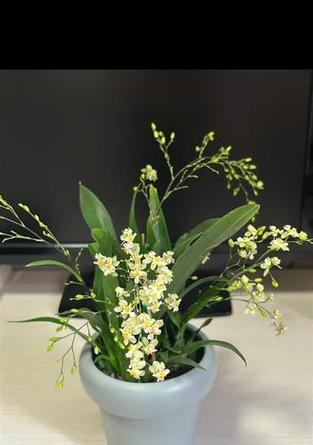 快乐之花——向日葵的花语（阳光、快乐、希望——向日葵的愉悦寓意）