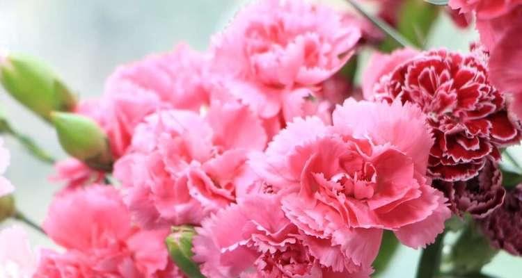 粉色康乃馨的花语之解读（浪漫、温馨、感恩的花朵）