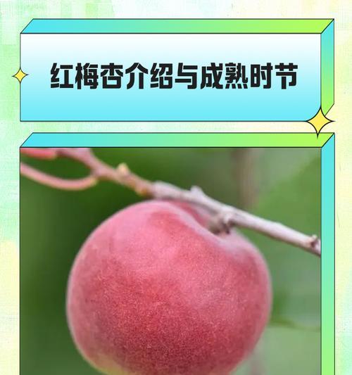 以红杏代表什么生肖？（红杏生肖的象征意义及文化传承）
