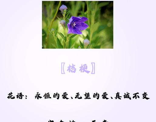 桔梗花语与寓意——传递美好祝福的花朵（桔梗花语的神奇力量与文化内涵）
