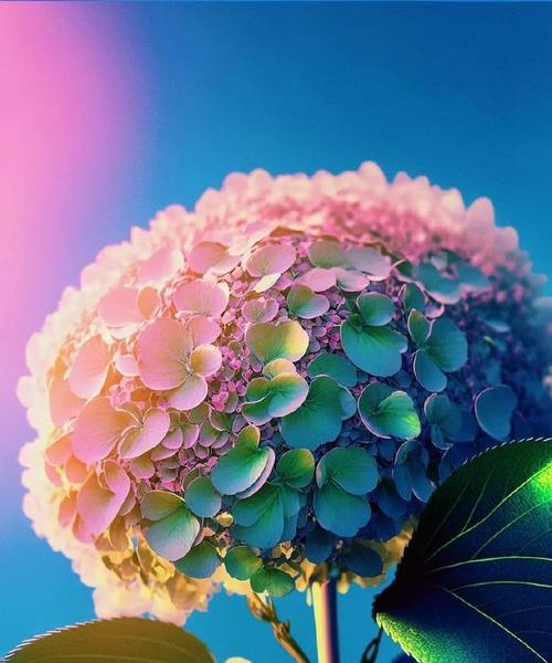 花开如意，向上生长（积极向上的花朵，散发生命的力量）