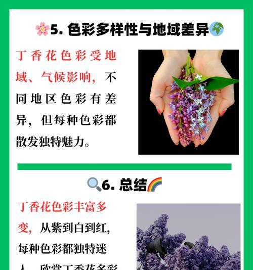 丁香花花语及其代表意义（传递爱与守护的丁香花，承载着多种心情）