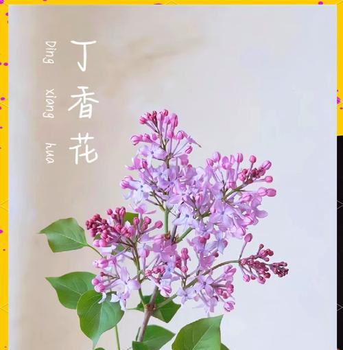 丁香花花语及其代表意义（传递爱与守护的丁香花，承载着多种心情）
