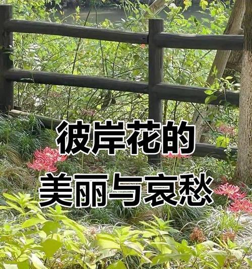 孤独之花——寂寞在花海中绽放（以玫瑰代表孤独，诉说内心的孤独寂寞）