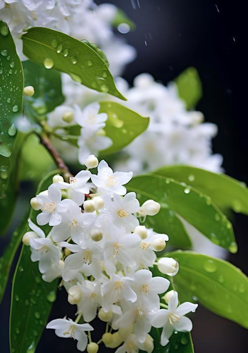 花开生命，代表无尽希望（探索花朵背后的生命哲学）