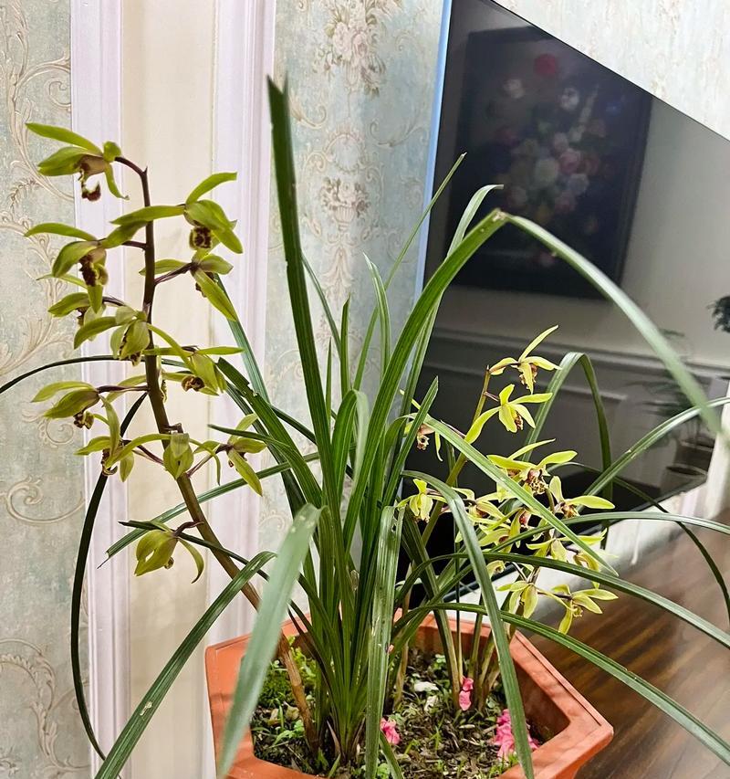 兰花草的绽放之美（时间与寓意的交织之舞）