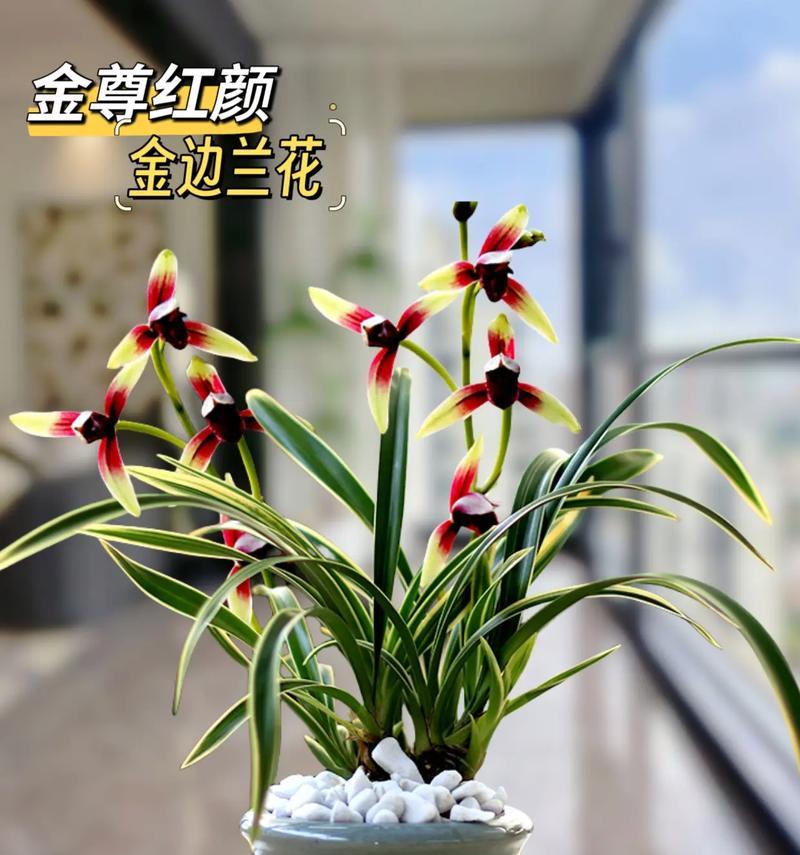 兰花草的绽放之美（时间与寓意的交织之舞）