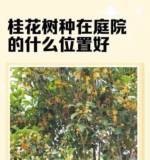 桂花的寓意与象征风水（桂花香气传福泽，象征吉祥和财富）
