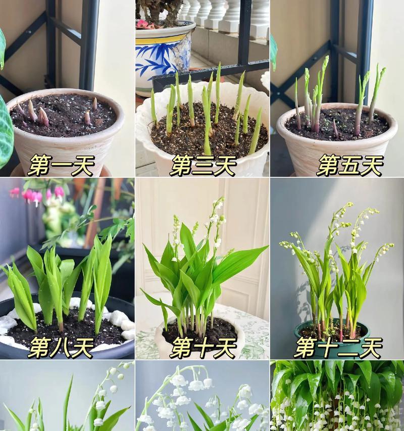花开幸福（以向日葵为主题的花语）