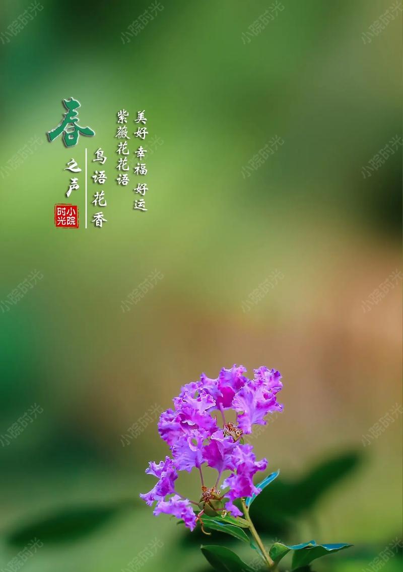 花开幸福（以向日葵为主题的花语）
