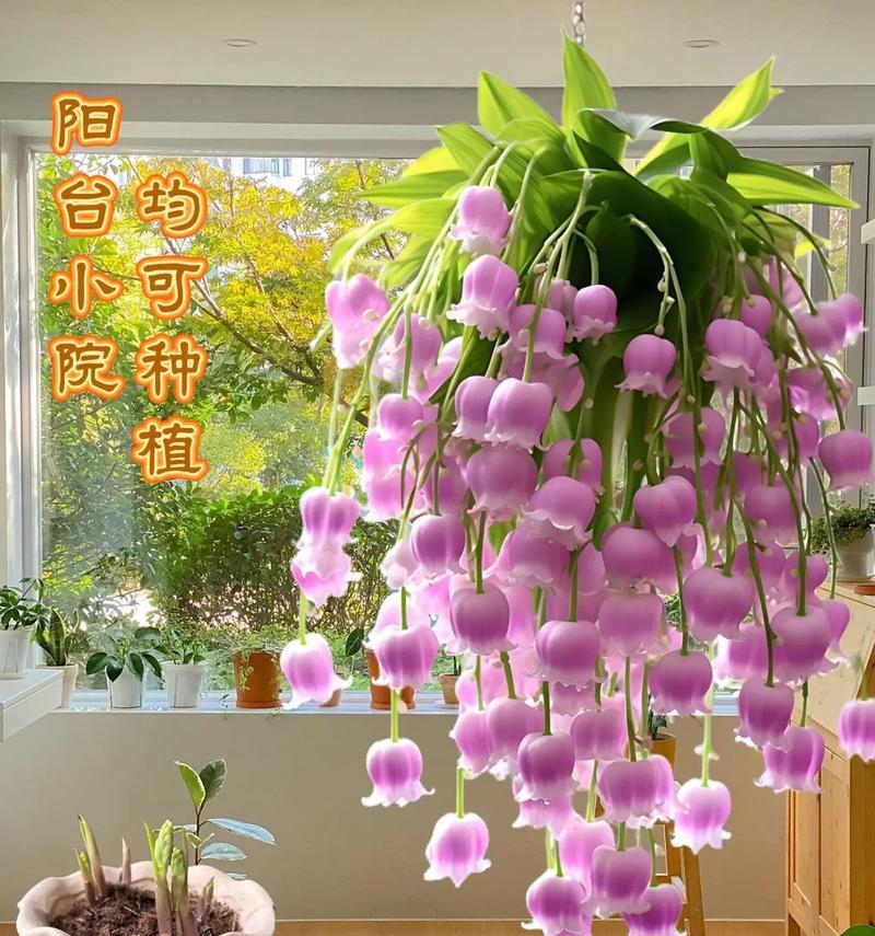 花开幸福（以向日葵为主题的花语）